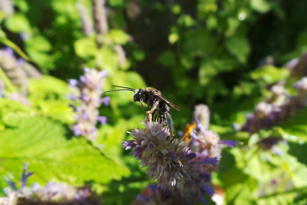 Mining bee