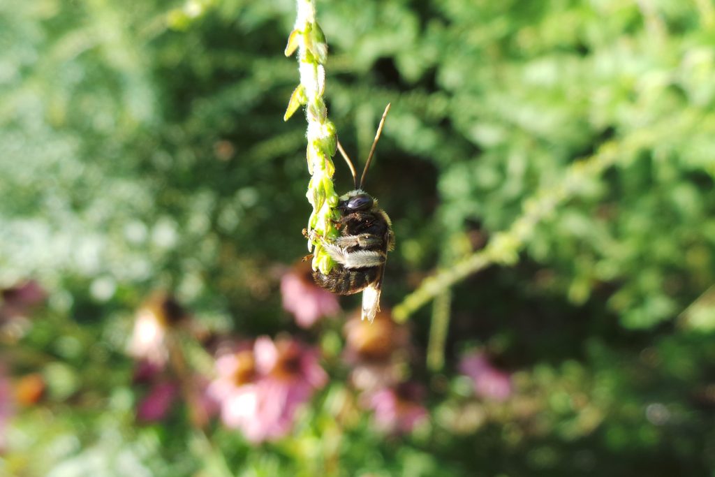 Mining bee