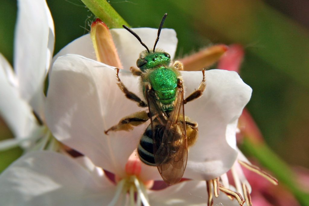 Sweat bee on white flower