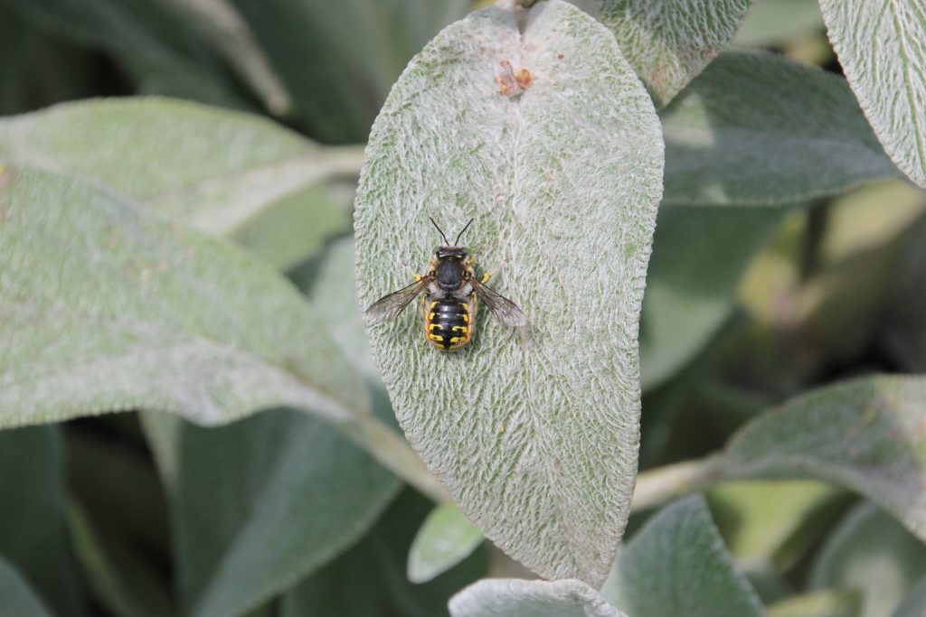 Carder bee on fuzzy leaf