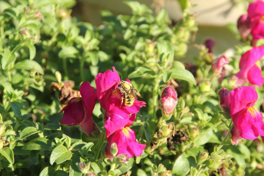 Carder bee on magenta blossom