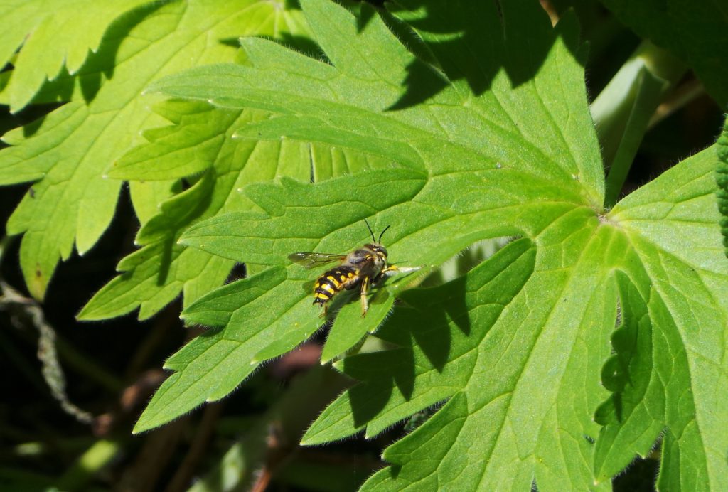 Carder bee on leaf