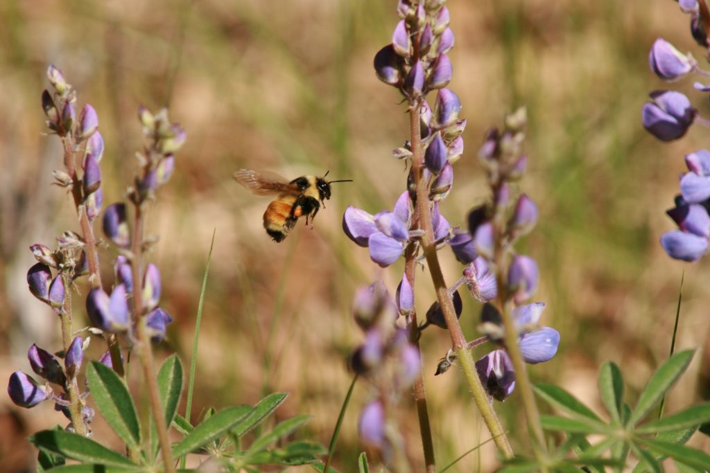 Bumble bee flying toward flower