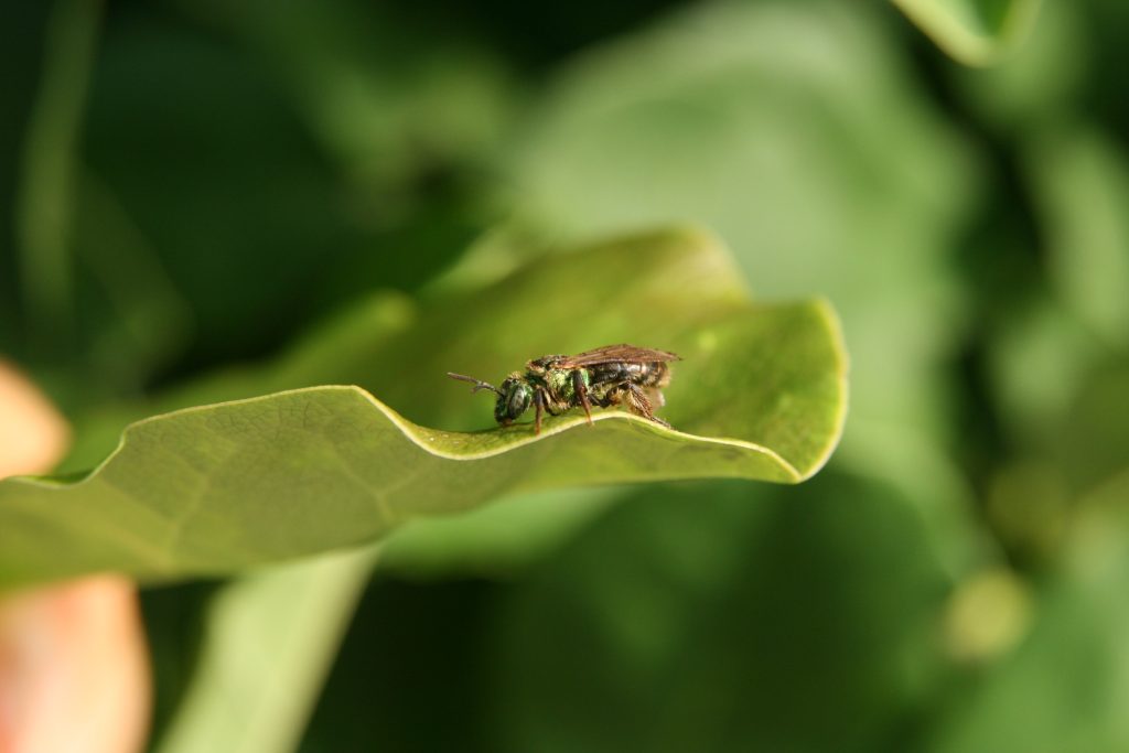 Sweat bee on leaf
