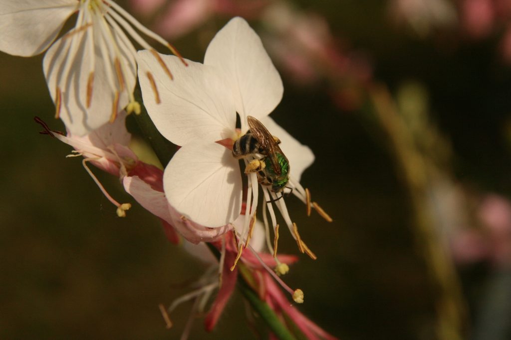 Sweat bee on white blossom