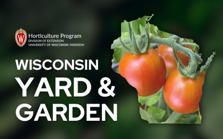 Mid-Summer Vegetable Garden Activities