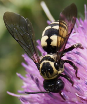 Cuckoo bee on purple flower