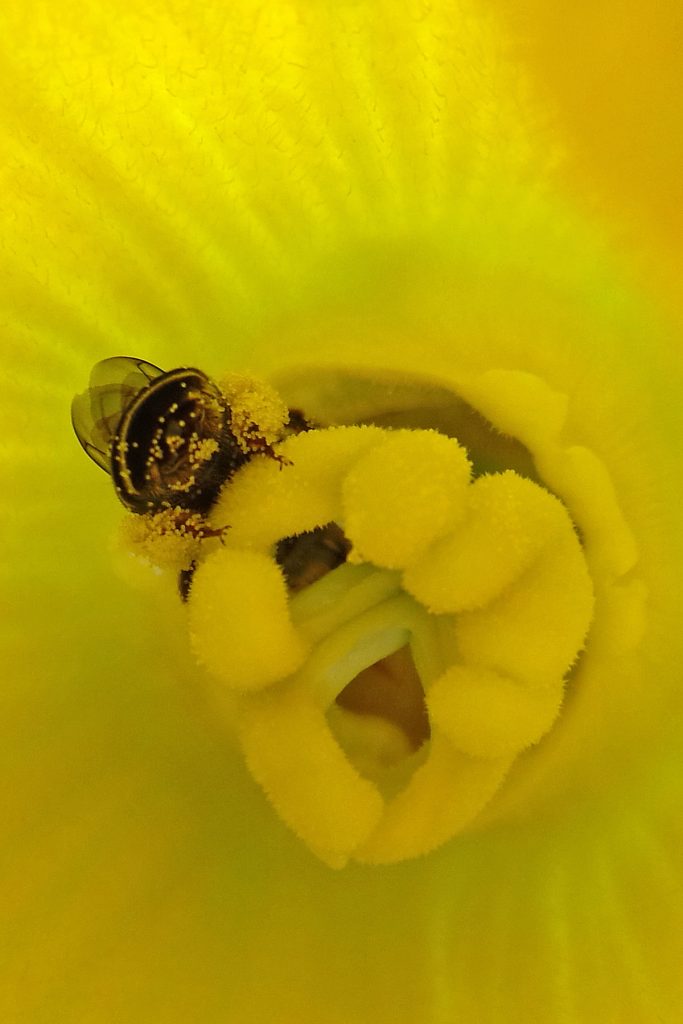 Abdomen of squash bee, covered in pollen