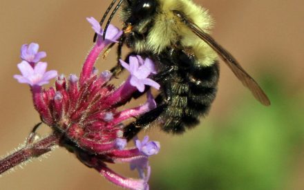 Bumble bee on Verbena bonariensis