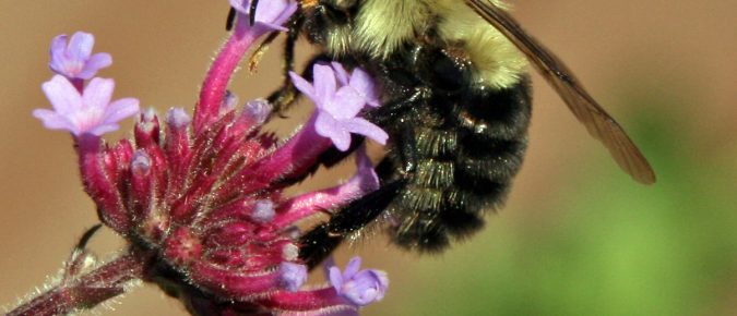 Wisconsin Bee Identification Guide