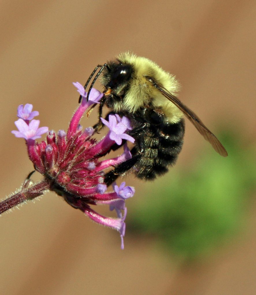 Bumble bee on Verbena bonariensis