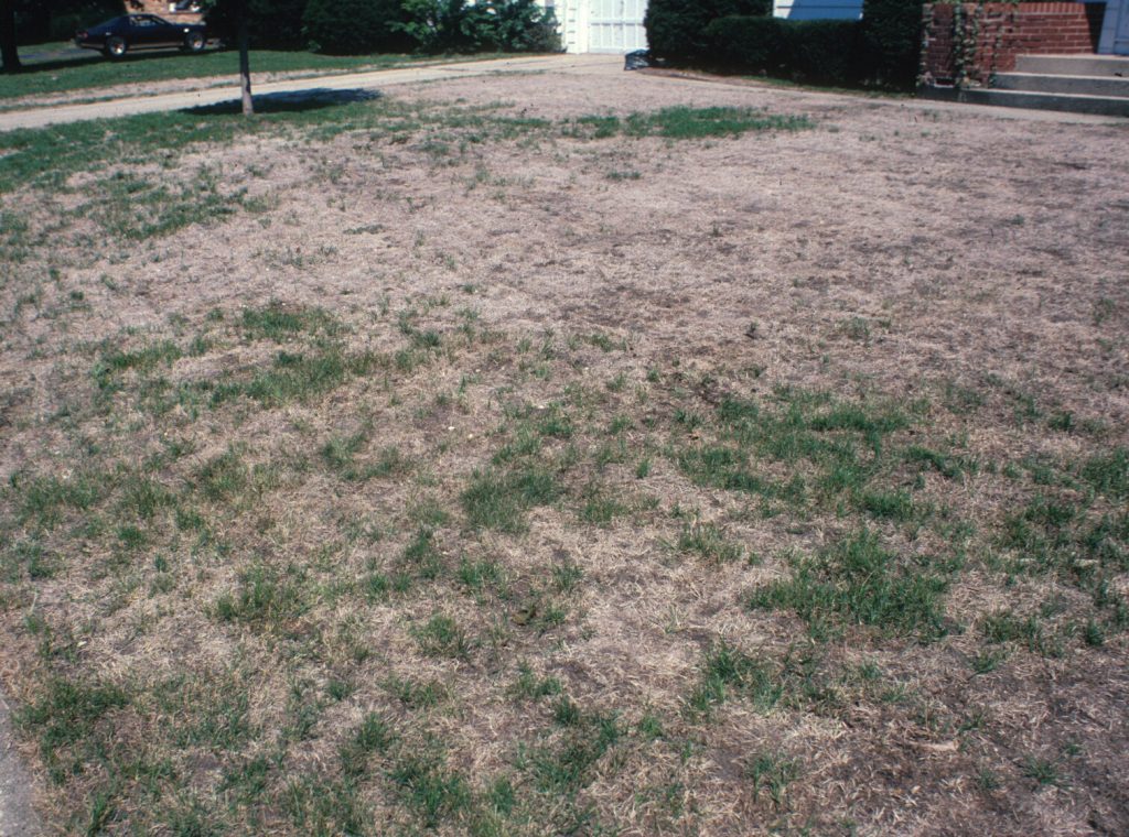 Lawn with considerable amount brown dead grass