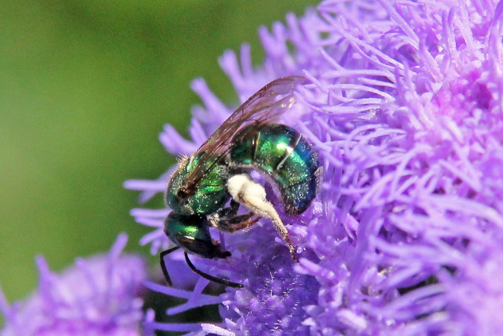 Sweat bee on Ageratum houstonianum