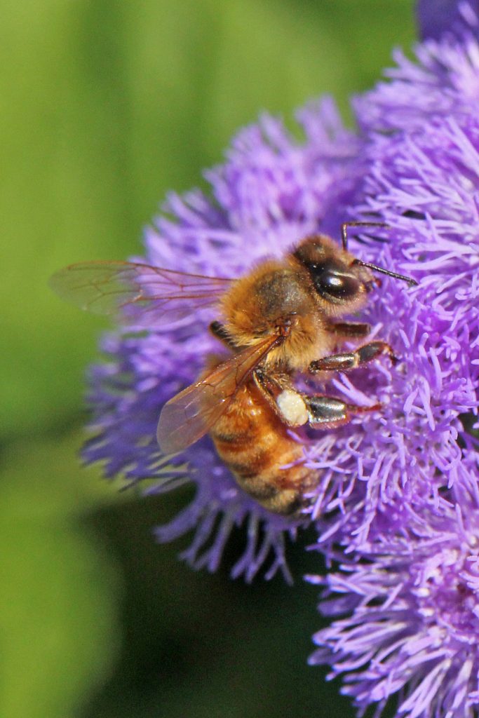 Honey bee on Ageratum houstonianum