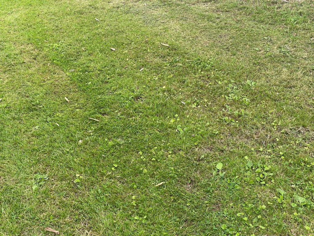 Home lawn that has been mowed too short, resulting in poor quality and weed invasions