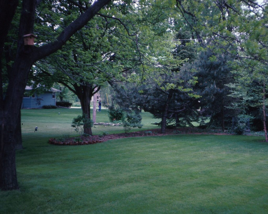 Good quality lawn in shade of trees