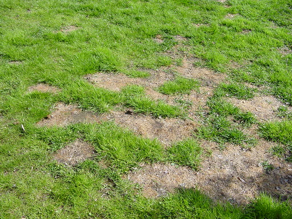 Dead spots from winter damage are prevalent in this lawn