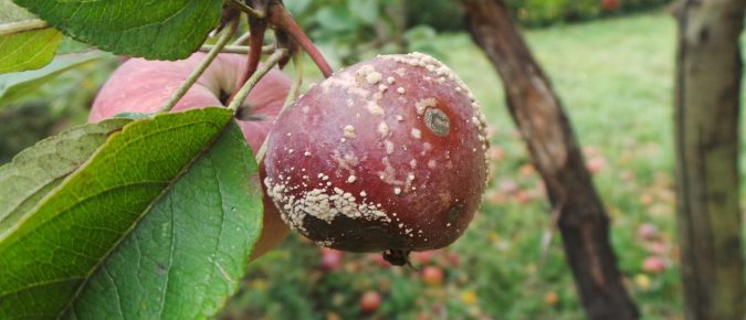 To Eat or Not to Eat?  Less-than-Perfect Garden Produce 