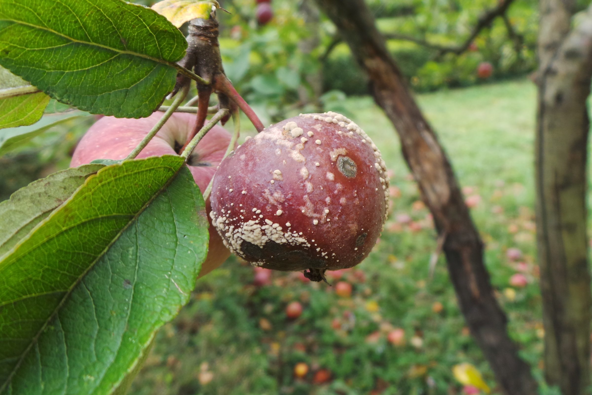 Apple, still on tree, showing rot and insect damage