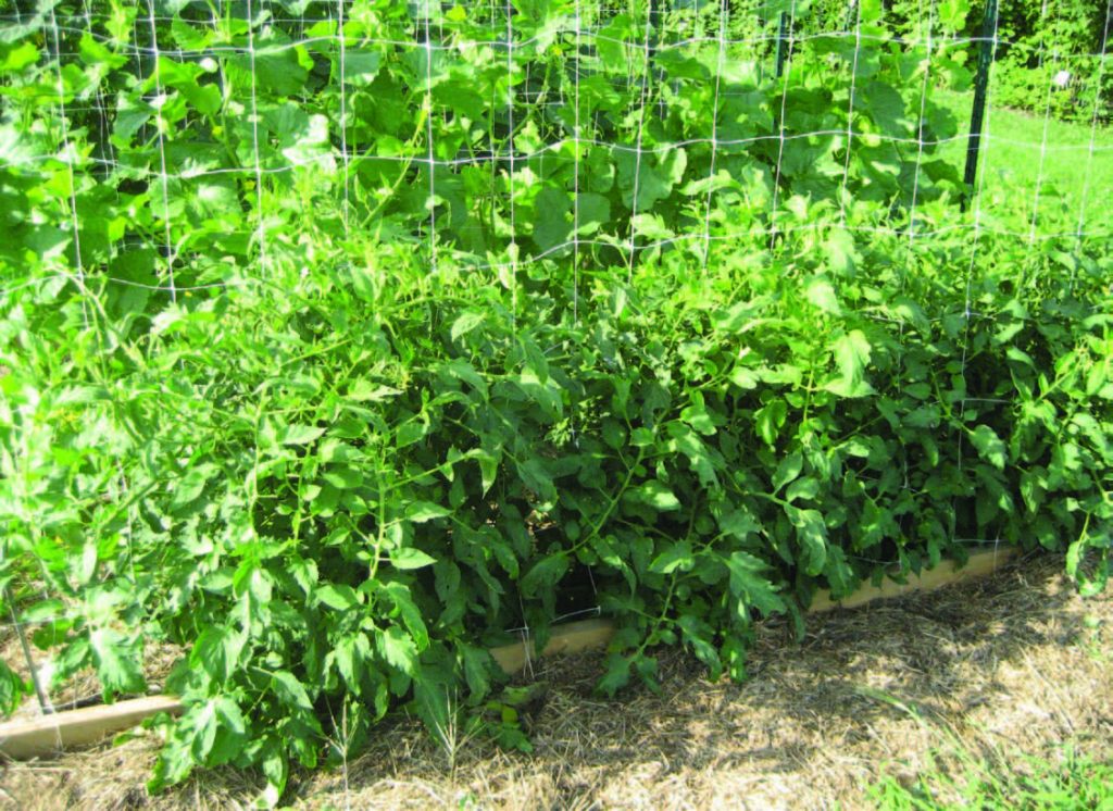 Nylon mesh used as tomato crop trellis