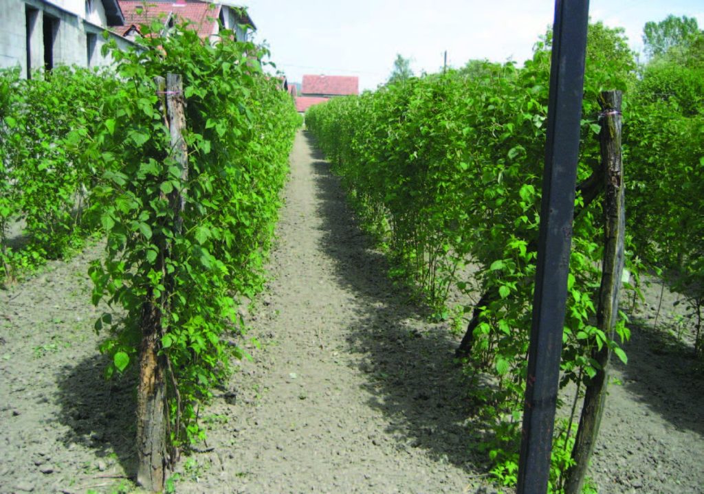 Neat rows of raspberry trellis