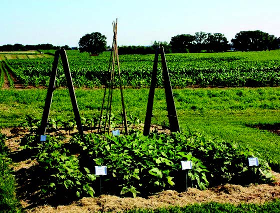 Wooden tripod trellis structures