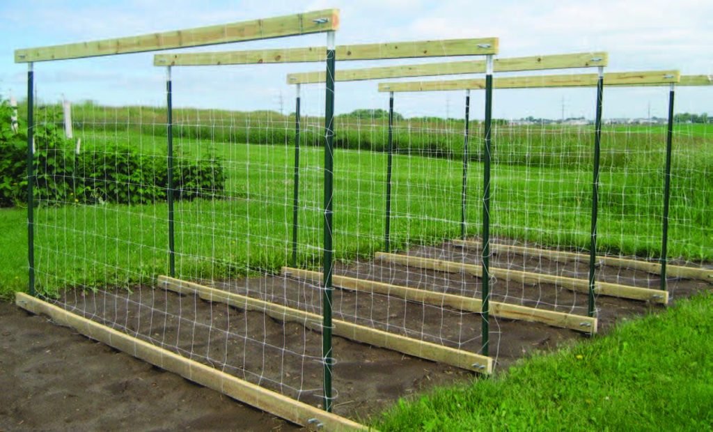 Vertical trellis built with t-posts, 2x4" boards, and nylon mesh
