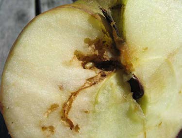 Miscolored "tunnels" found in a ripe apple cut lengthwise, depicting apple maggot damage