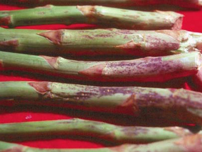 Purpole spots on asparagus shoots