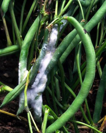 Fluffy white mold spores coating green beans still on the plant