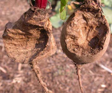 Beets chewed by rabbits