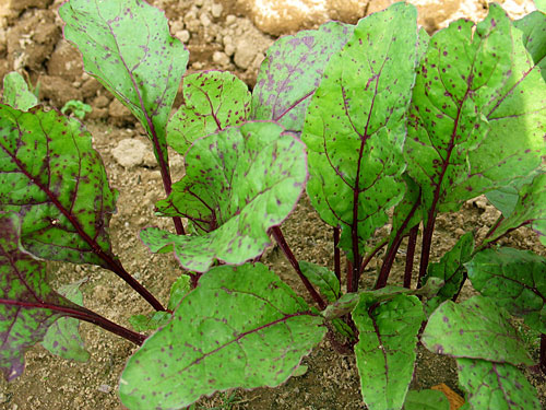 Dark spots on beet leaves