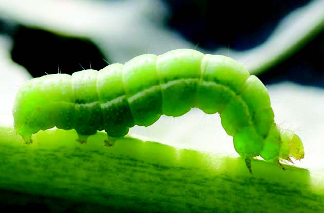 Green cabbage looper