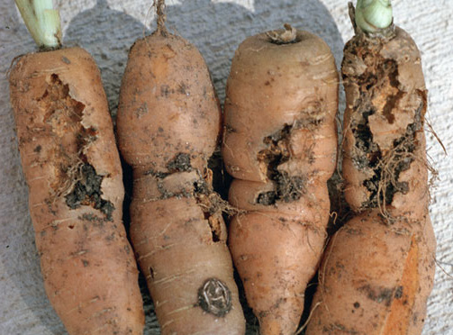 Carrot crop depicting chewing damage from wildlife