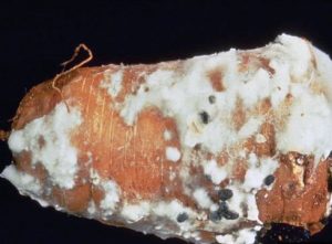 Fluffy white mold on a carrot