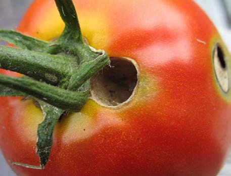 A ripe tomato with two small holes caused by caterpillar damage