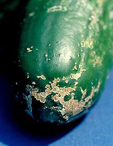 Cucumber with rough-textured scabs on otherwise healthy looking skin
