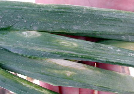 Bleached-looking spots on onion greens