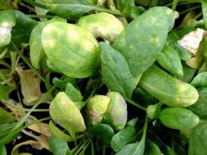 Discolored, bleached-looking salad green leaves