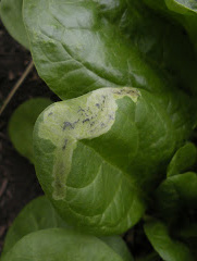A light-green patch on an otherwise healthy leaf, demonstrating leafminer damage