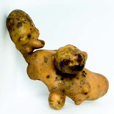 Misshapen potato