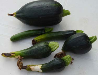 Misshapen zucchini