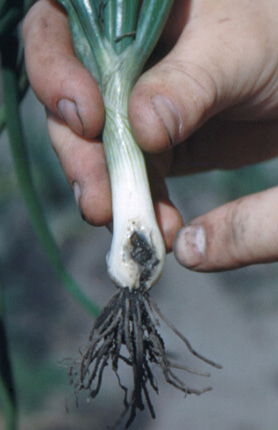 Discolored green onion bulb caused by onion maggot