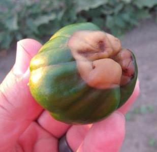 Rotton green pepper