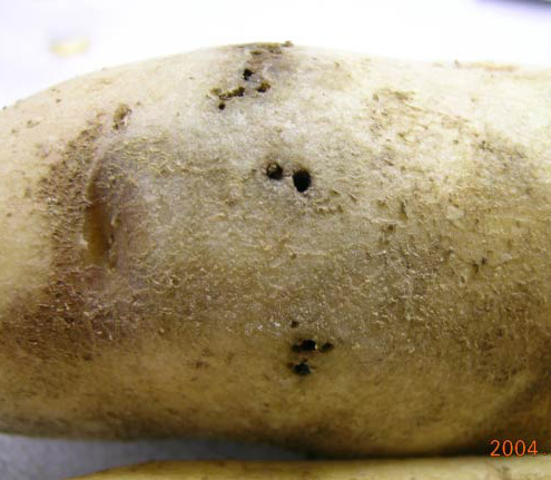 Holes on potato caused by maggots