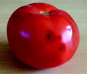 Rotton tomato