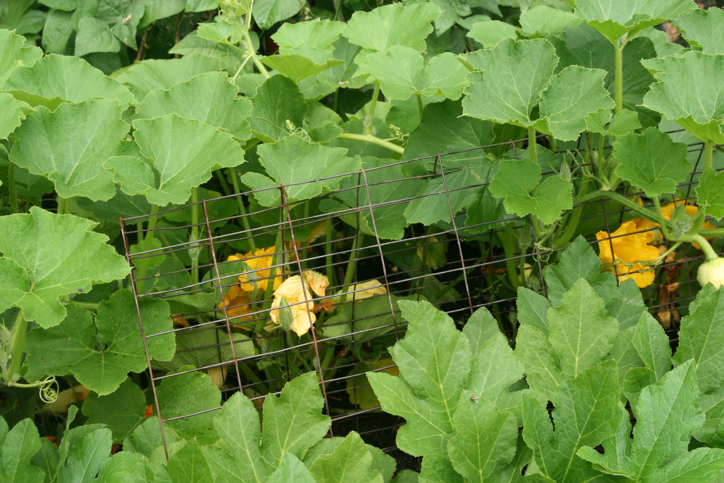 Steel wire trellis