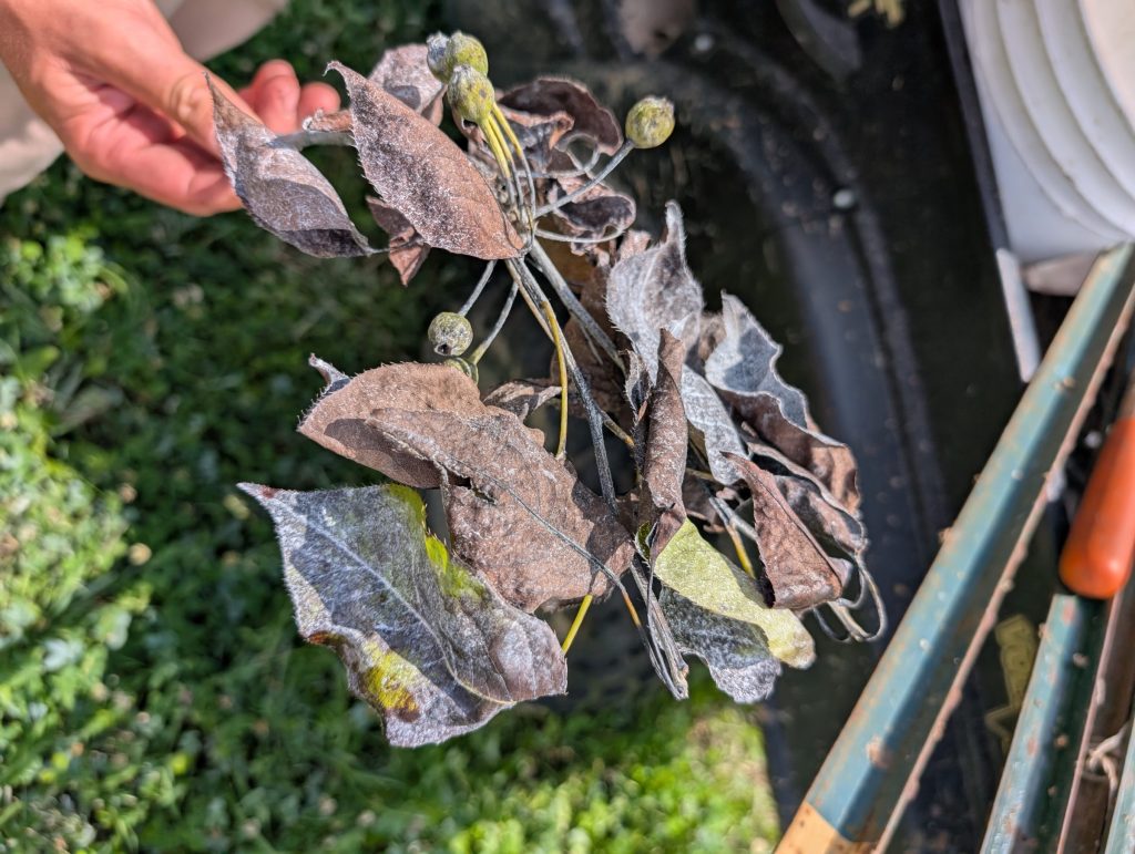 Apple, Pear and Related Trees Disorder: Fire Blight
