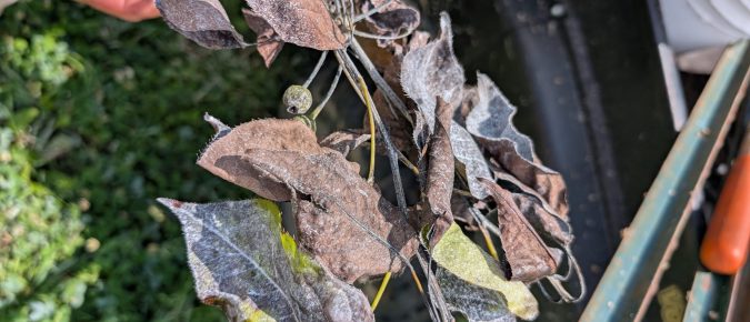 Apple, Pear and Related Trees Disorder: Fire Blight