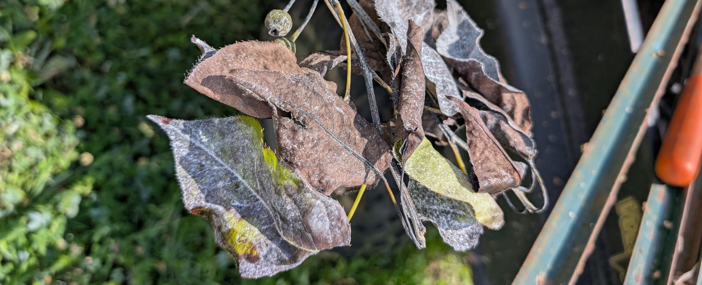 Leaves of pear tree turned dark, brittle, and covered in fungus due to fire blight